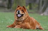 CHOW CHOW 737